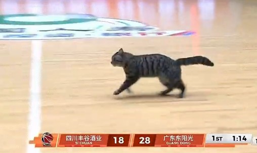 开云Kering下载-WC！陈国豪！太奇葩了...